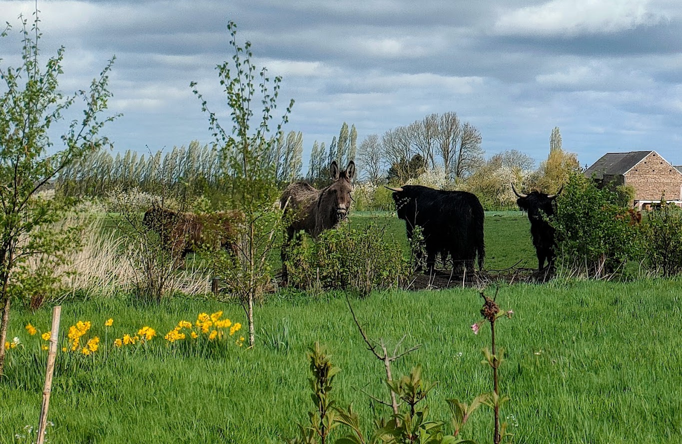 Ane et vaches highlander