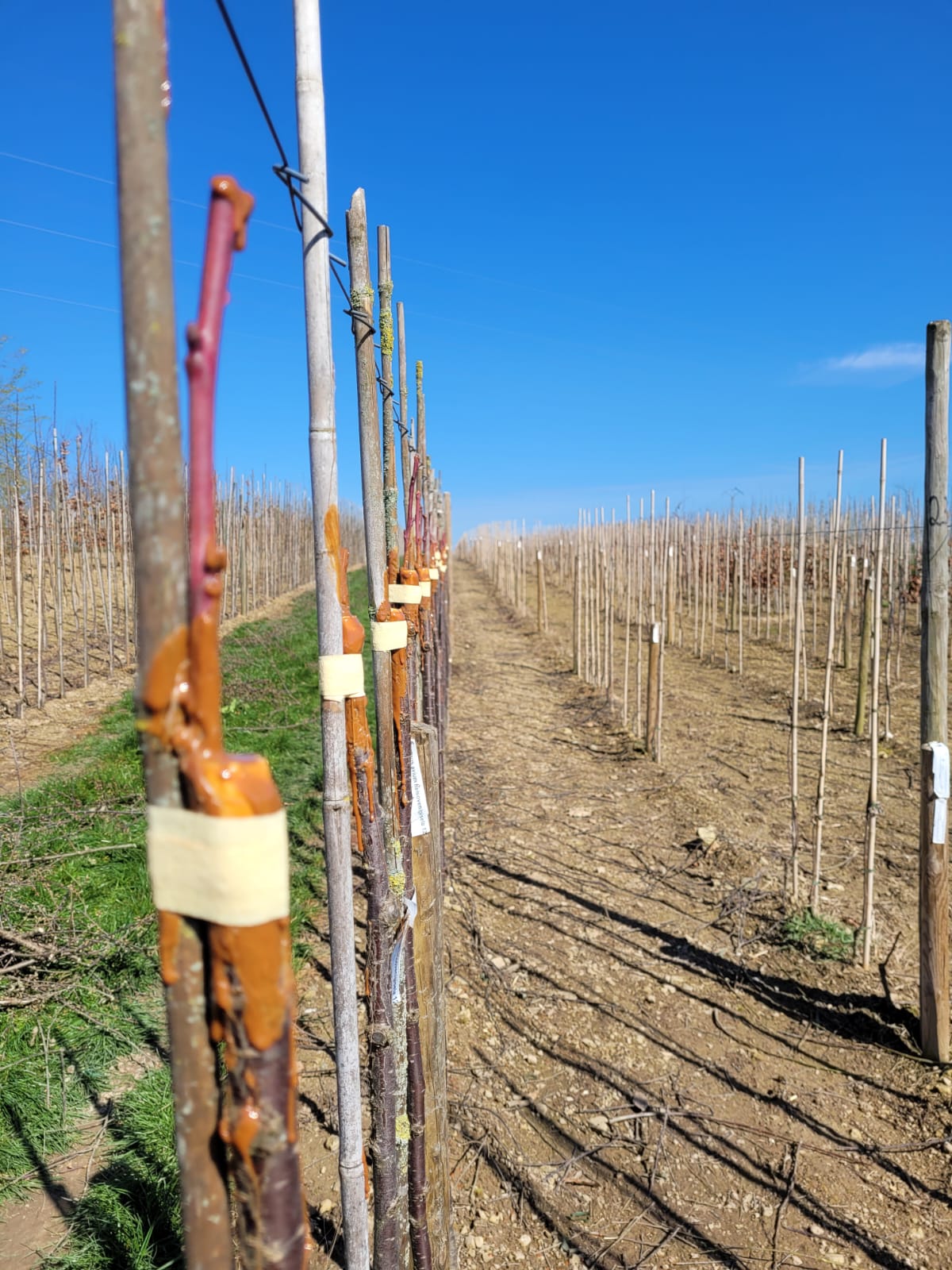 Greffage des arbres fruitiers