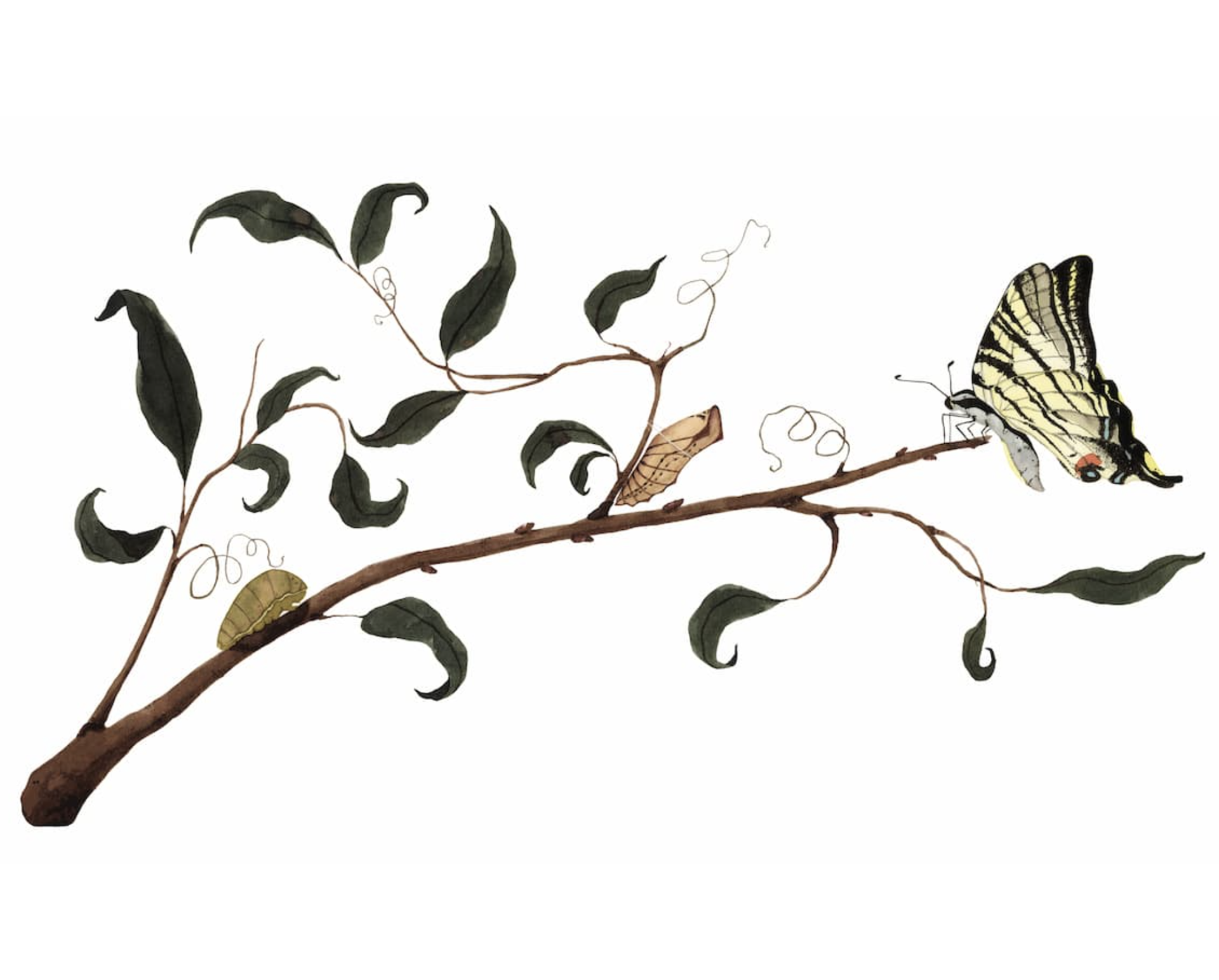 évolution du papillon sur une branche